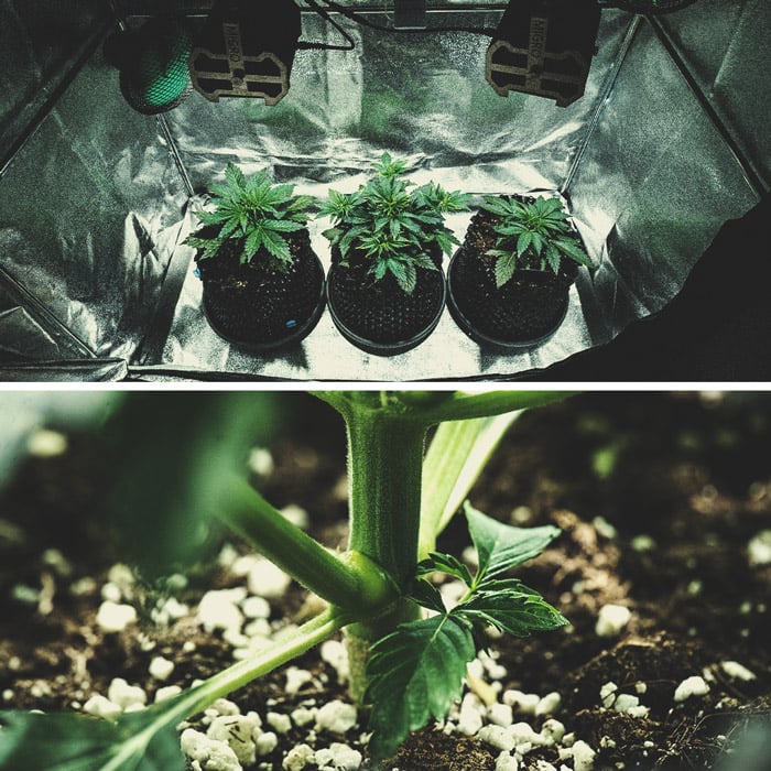 Informe de cultivo de la Purple Punch Automatic Informe de cultivo de la Purple Punch Automatic