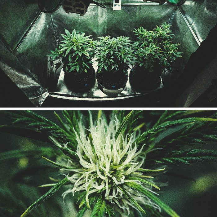 Informe de cultivo de la Purple Punch Automatic Informe de cultivo de la Purple Punch Automatic