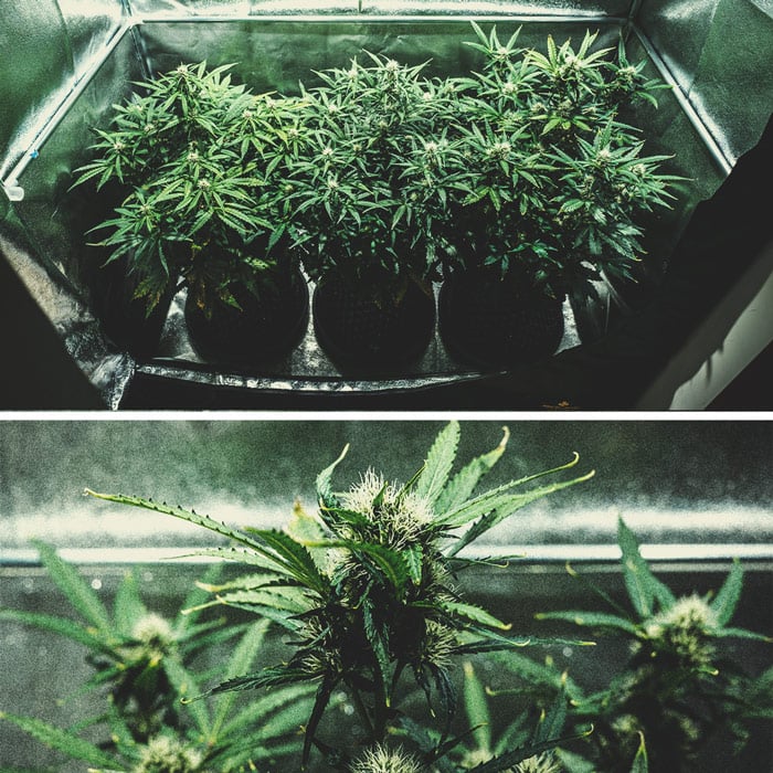 Informe de cultivo de la Purple Punch Automatic Informe de cultivo de la Purple Punch Automatic