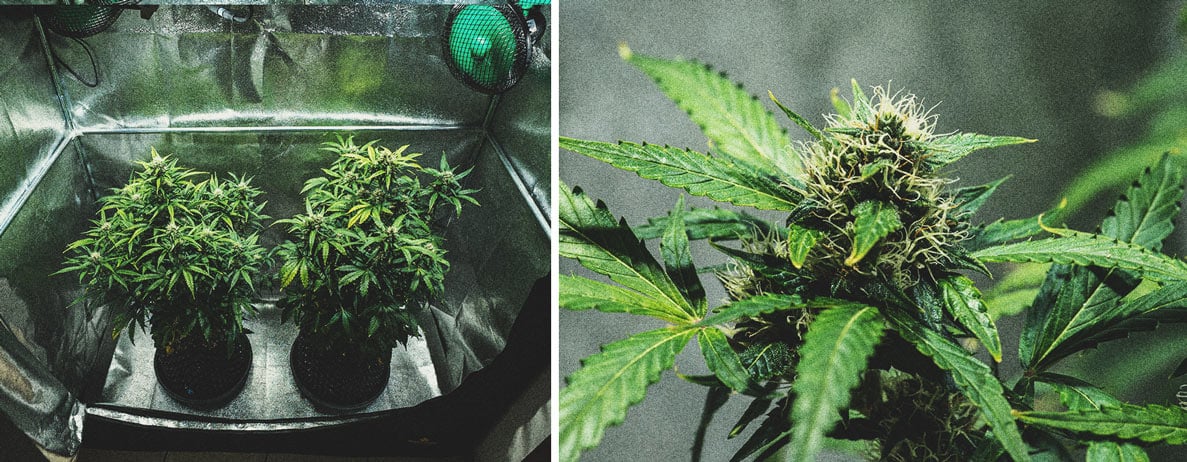 Informe de cultivo de la Purple Punch Automatic Informe de cultivo de la Purple Punch Automatic