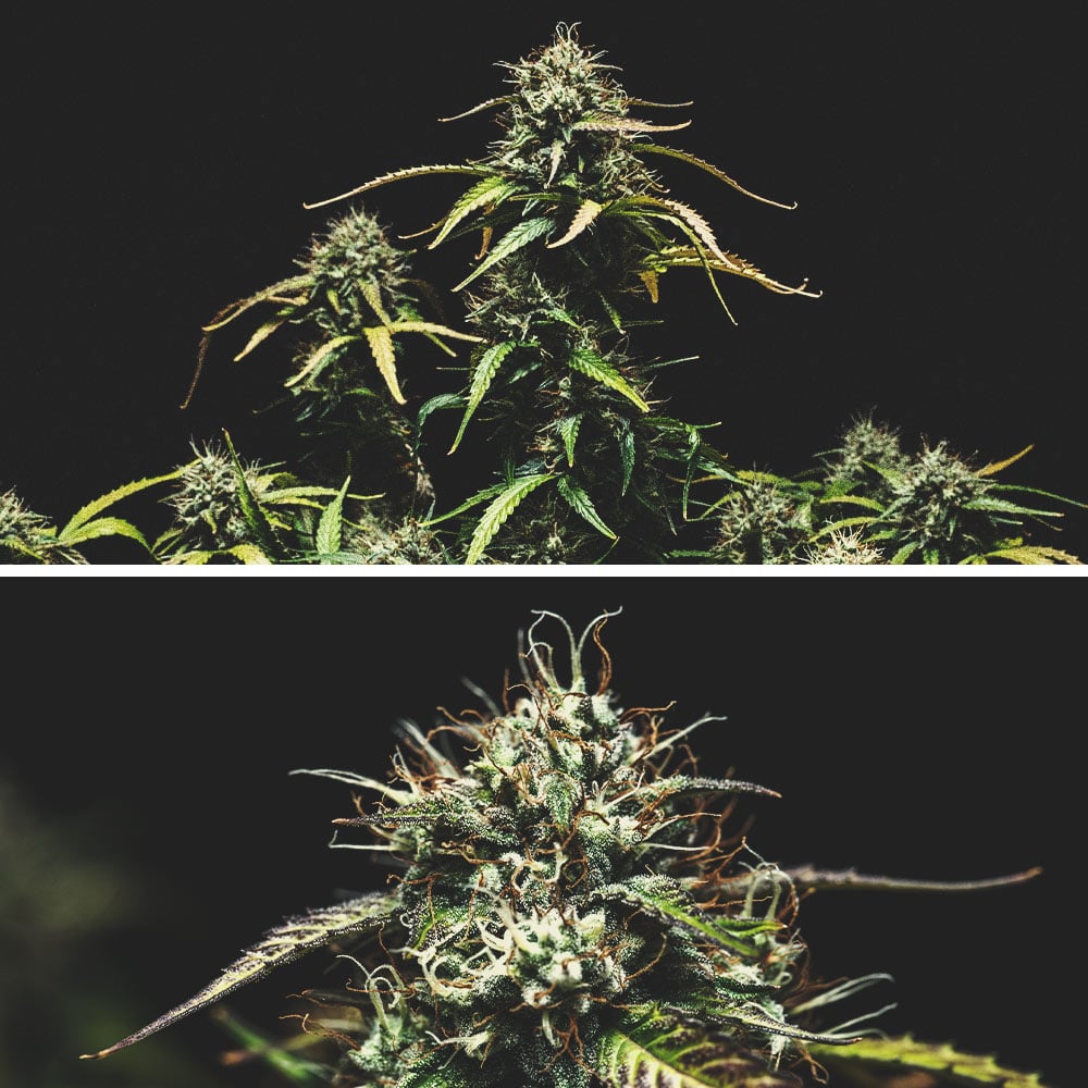 Informe de cultivo de la Purple Punch Automatic Informe de cultivo de la Purple Punch Automatic