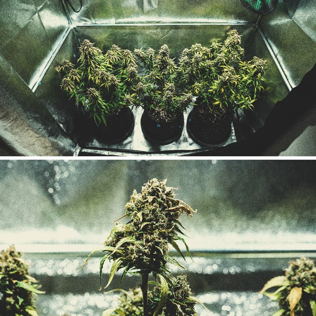 Informe de cultivo de la Purple Punch Automatic Informe de cultivo de la Purple Punch Automatic