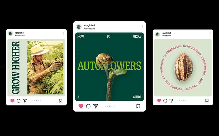 Royal Queen Seeds Rebranding Royal Queen Seeds Rebranding
