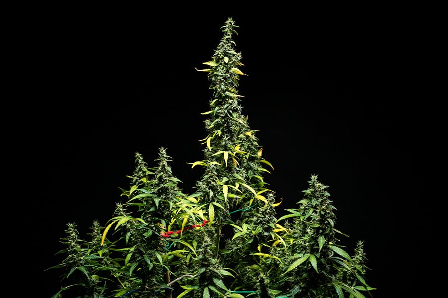 Mimosa Auto Grow Report
