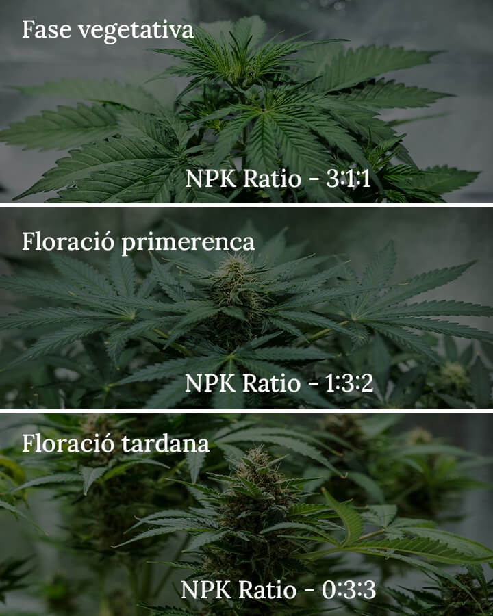 NPK ratio in cannabis NPK ratio in cannabis
