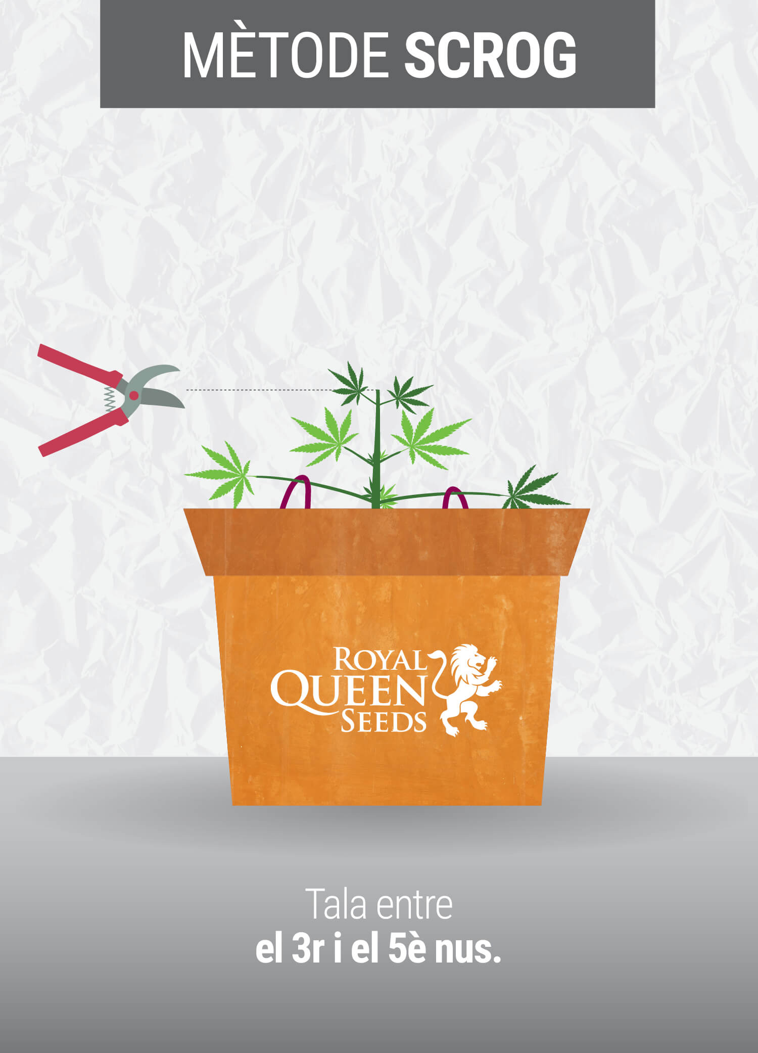 Cultivant cannabis amb el mètodo SCROG (Screen of Green) Cultivant cannabis amb el mètodo SCROG (Screen of Green)
