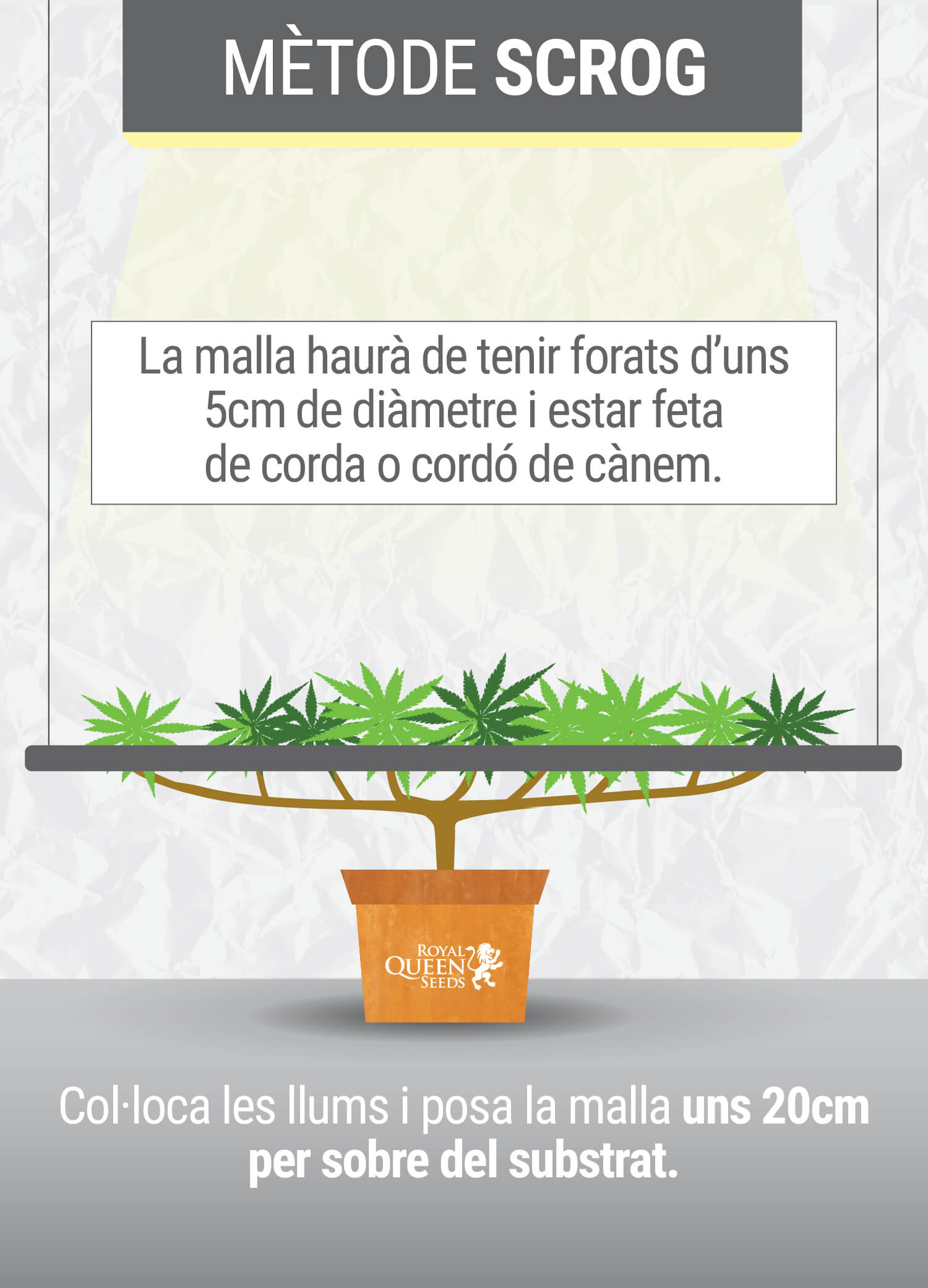 Cultivant cannabis amb el mètodo SCROG (Screen of Green) Segunda Fase Cultivant cannabis amb el mètodo SCROG (Screen of Green) Segunda Fase