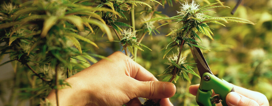 Cannabis defolation Cannabis defolation