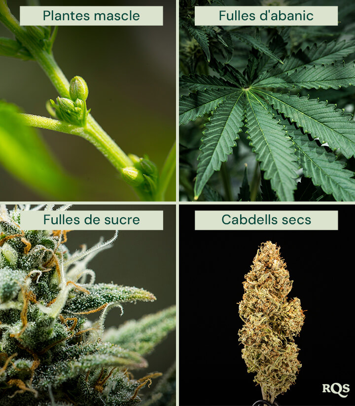 Principis de jardineria biointensiva Il·lustració de cultiu biointensiu, que mostra la màxima productivitat, plantes més sanes, cabdells potents, cultiu associat, cultiu profund del sòl i millora de la qualitat del sòl.