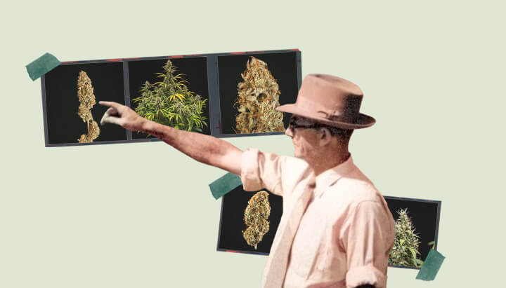 Choose strains wisely Choose strains wisely