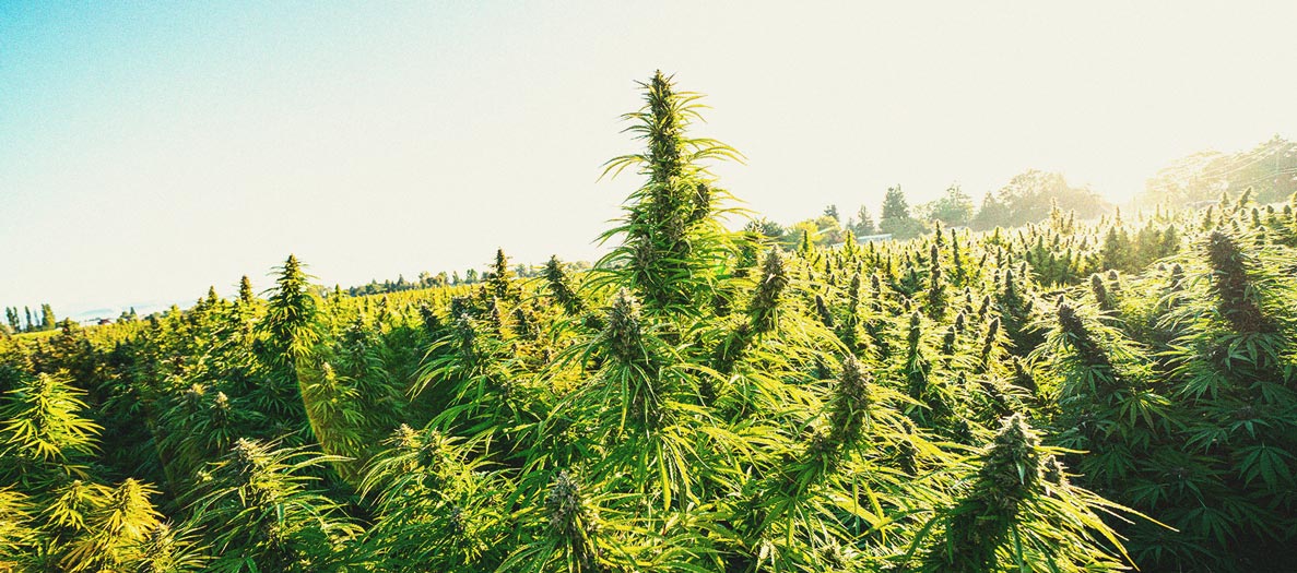 Consejos para cultivar marihuana en climas fríos Consejos para cultivar marihuana en climas fríos