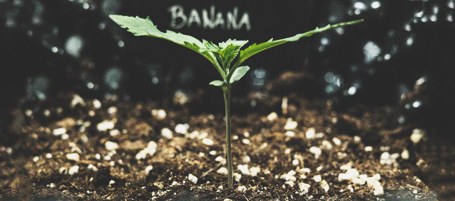 Cómo evitar y remediar el estiramiento en plántulas de marihuana Cómo evitar y remediar el estiramiento en plántulas de marihuana