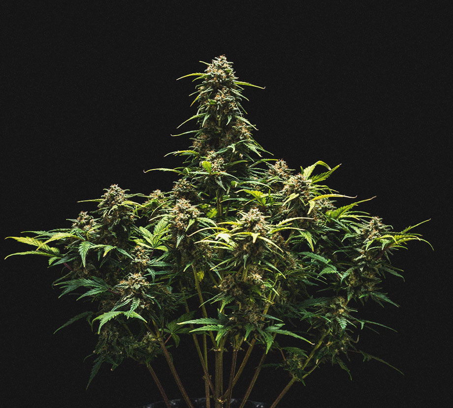 Análisis de cultivo de la Sweet Skunk Automatic Análisis de cultivo de la Sweet Skunk Automatic